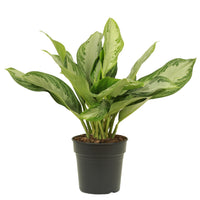 Aglaonema Silver Bay