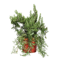 Rosmarinus Prostatus | Rosmarino