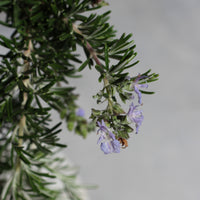 Rosmarinus Prostatus | Rosmarino