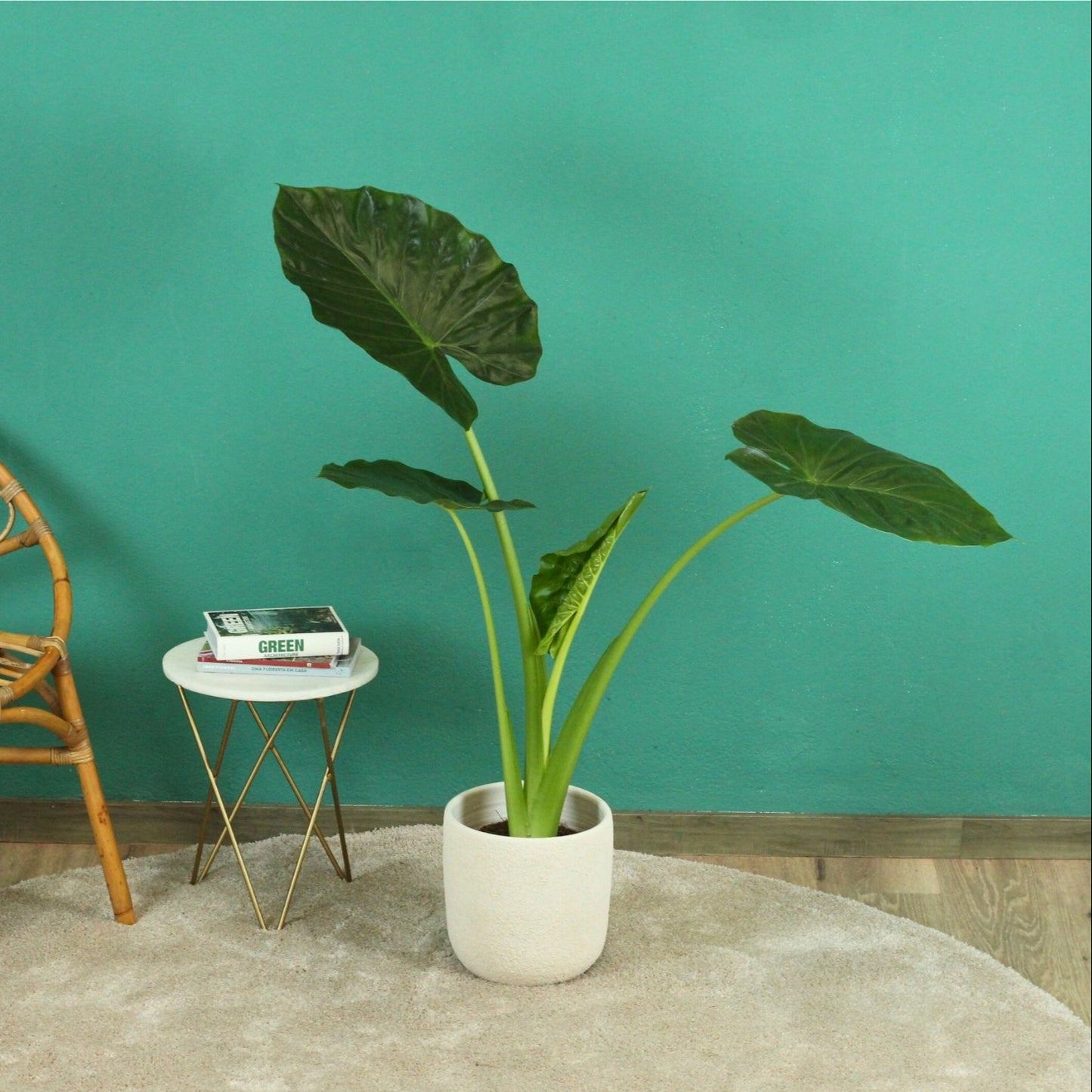 Planta Alocasia Macrorrhizos em vaso branco, com folhas grandes em ambiente colorido e moderno.