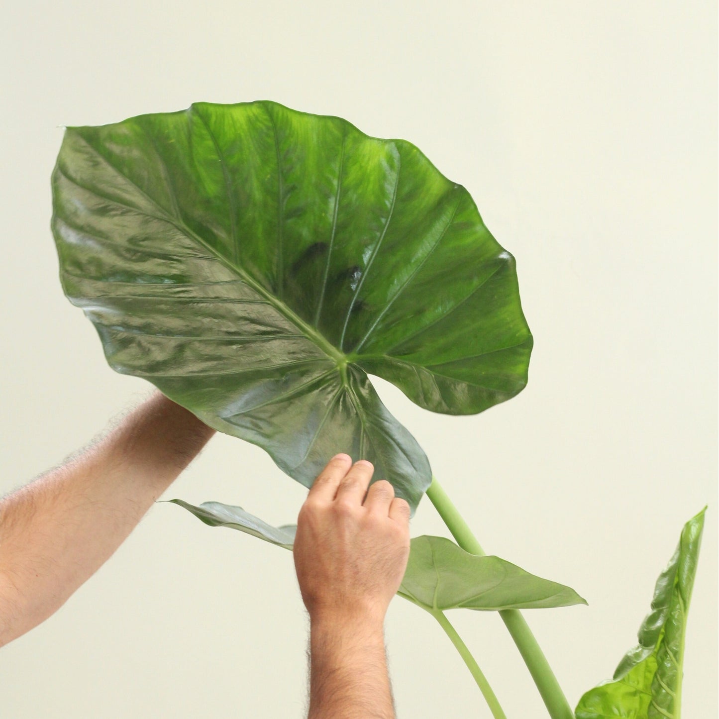 Alocasia Macrorrhizos com folhas grandes sendo seguradas, destacando sua beleza tropical.
