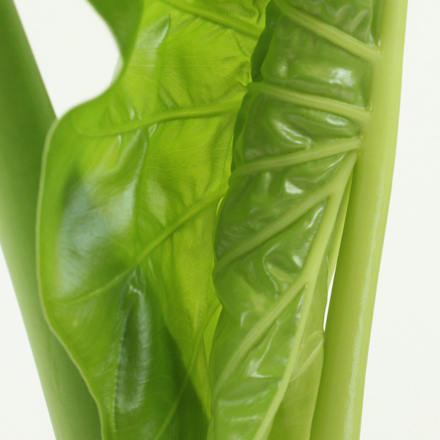 Folhas verdes da Alocasia Macrorrhizos destacando a textura e beleza exótica da planta.