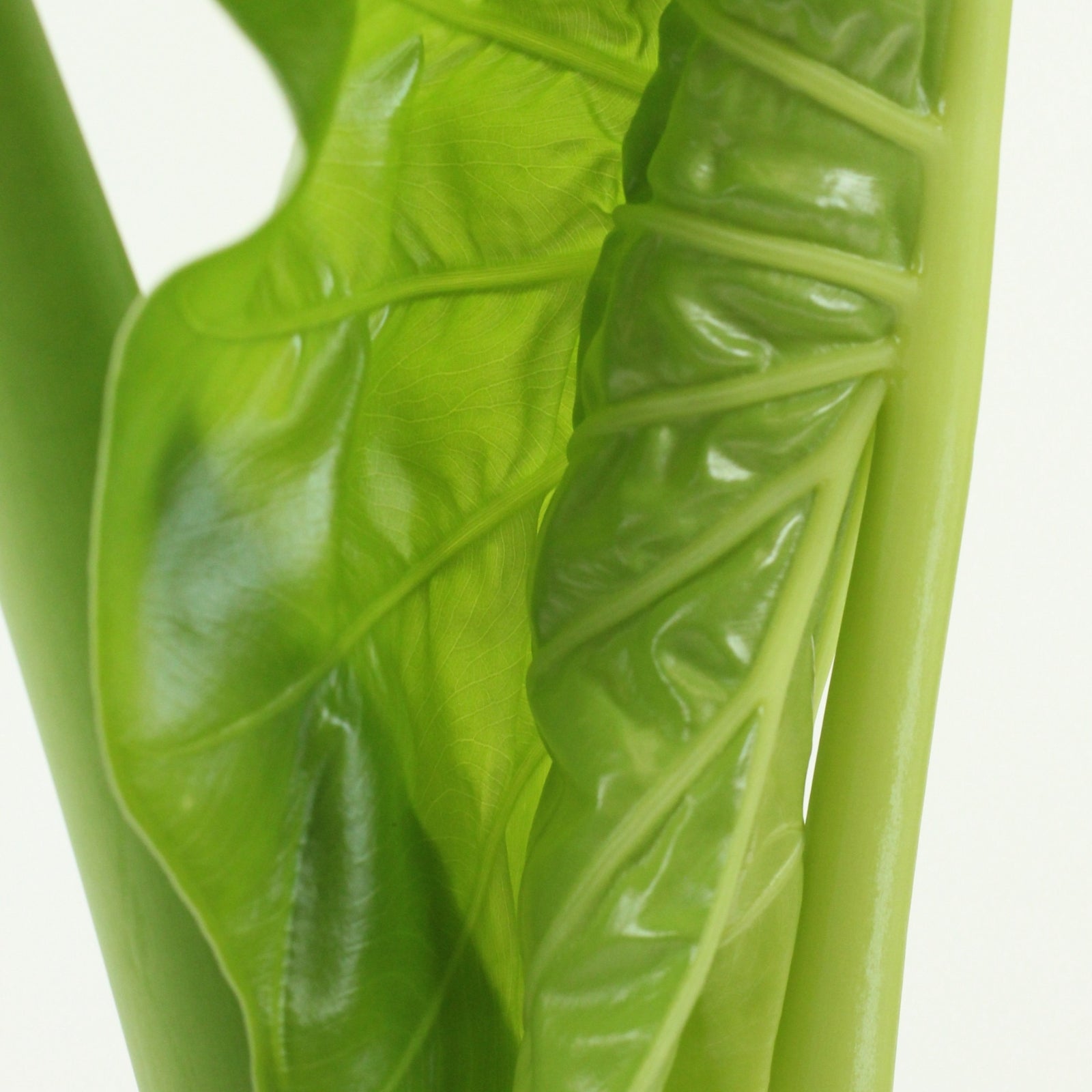 Folhas verdes da Alocasia Macrorrhizos destacando a textura e beleza exótica da planta.