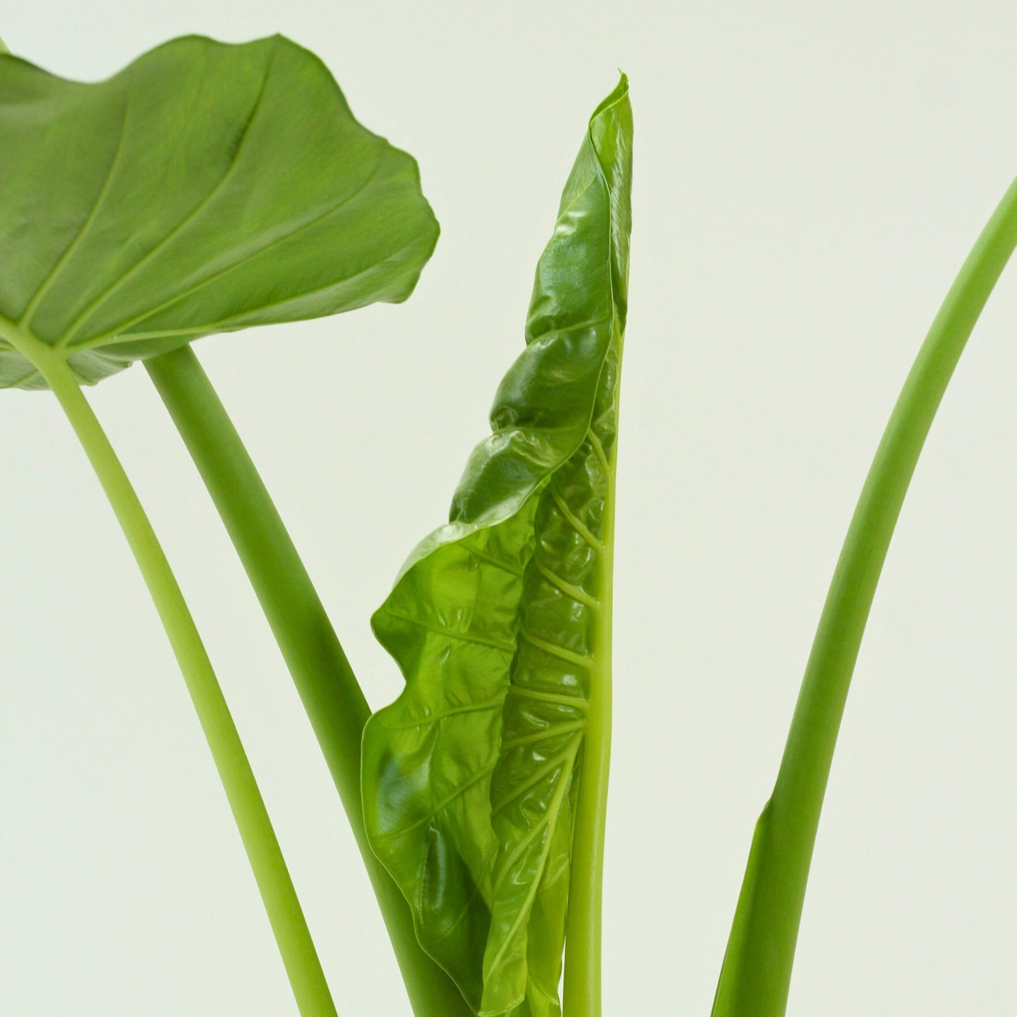 Close-up of Alocasia Macrorrhizos leaves showcasing their unique heart shape and vibrant green color.