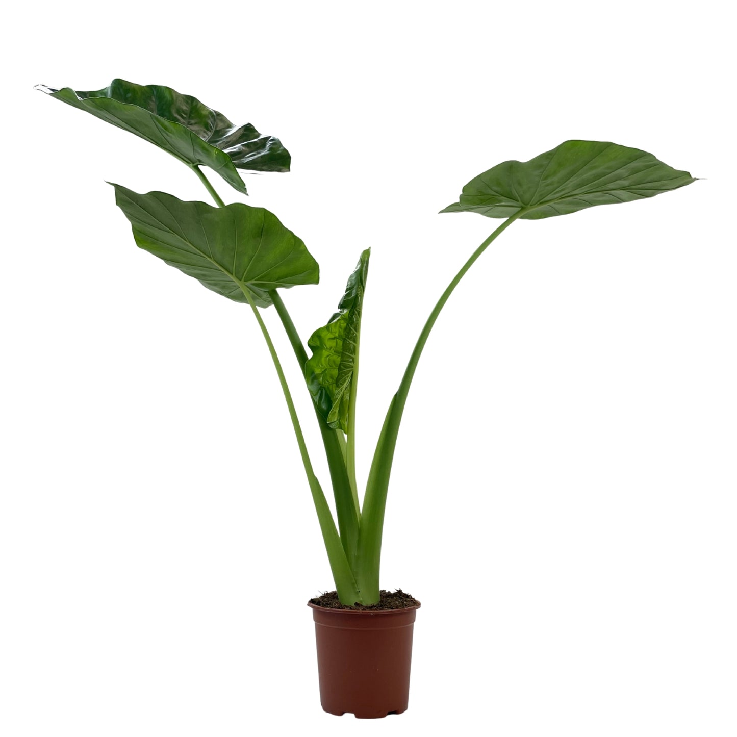 Alocasia Macrorrhizos em vaso, com folhas grandes em forma de coração, ideal para espaços tropicais e interiores.