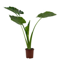 Alocasia Macrorrhizos em vaso, com folhas grandes em forma de coração, ideal para espaços tropicais e interiores.