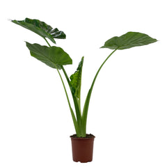Alocasia Macrorrhizos