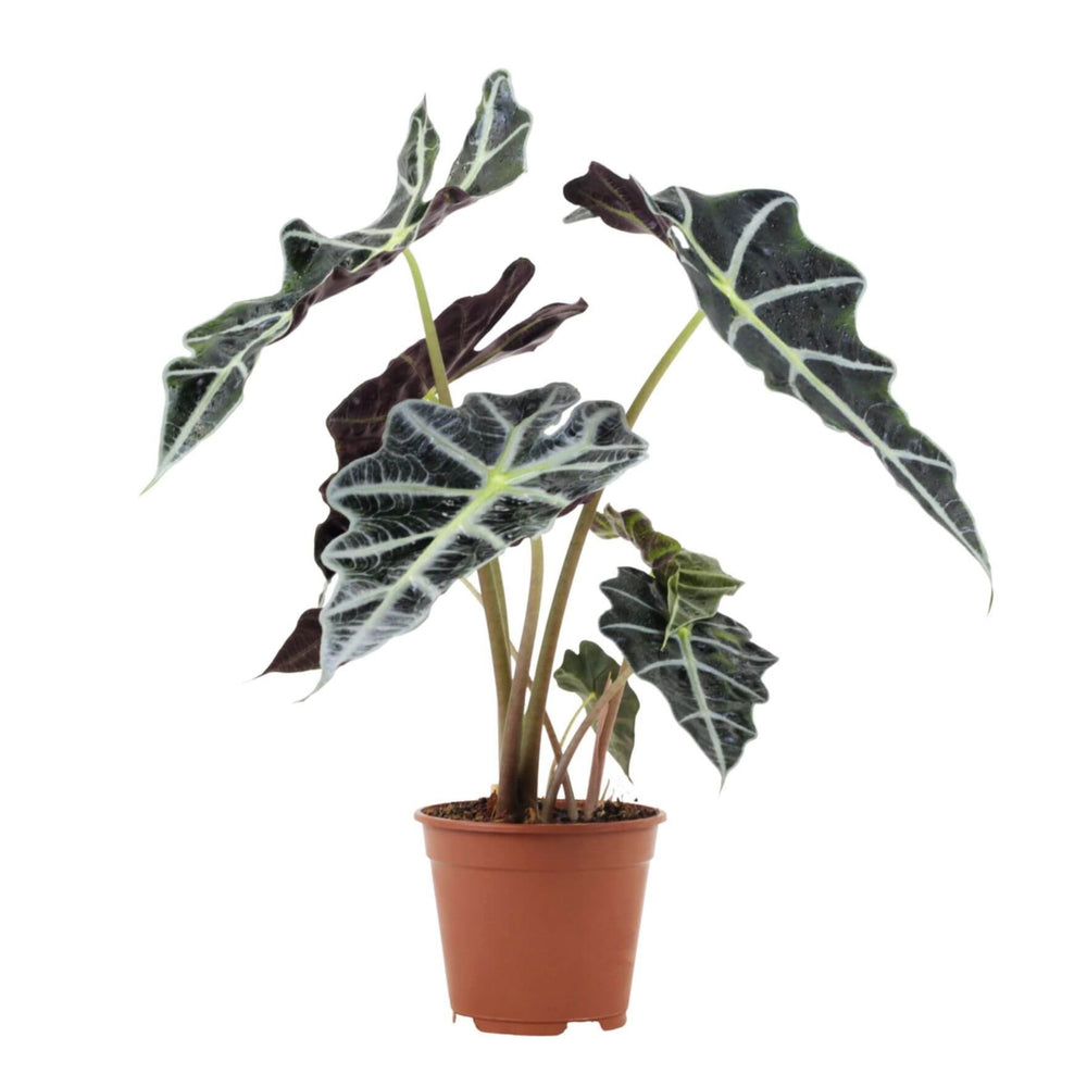 Alocasia Polly | Orecchio d'Elefante