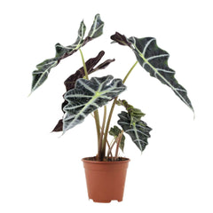 Alocasia Polly | Orelha de Elefante