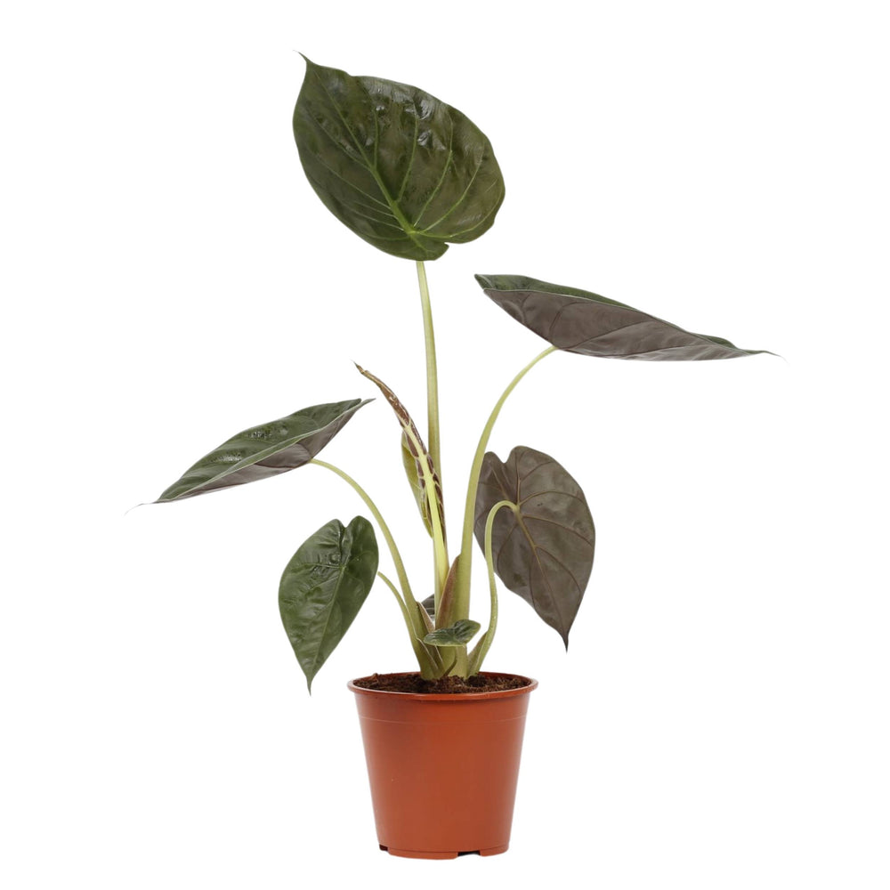Alocasia Wentii