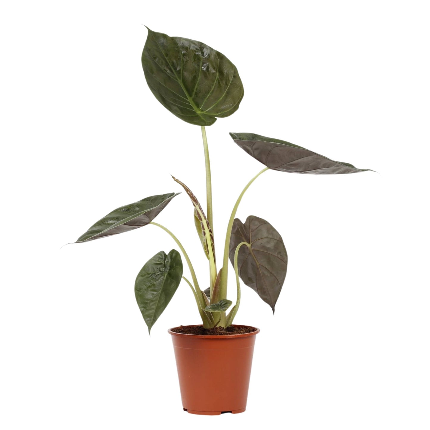 planta de interior fácil de cuidar alocasia wentii pequena com folhas verde brilhantes em vaso de plástico