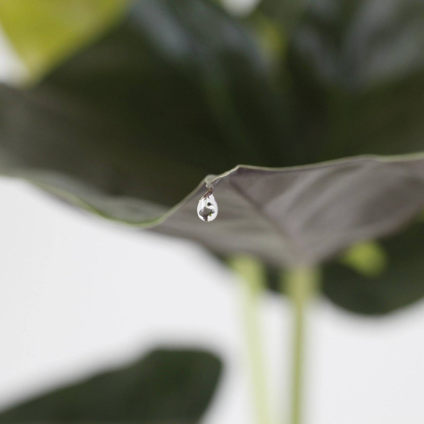 detalhe de gota de água na ponta da folha da planta de interior fácil de cuidar alocasia wentii com folhas verde brilhantes