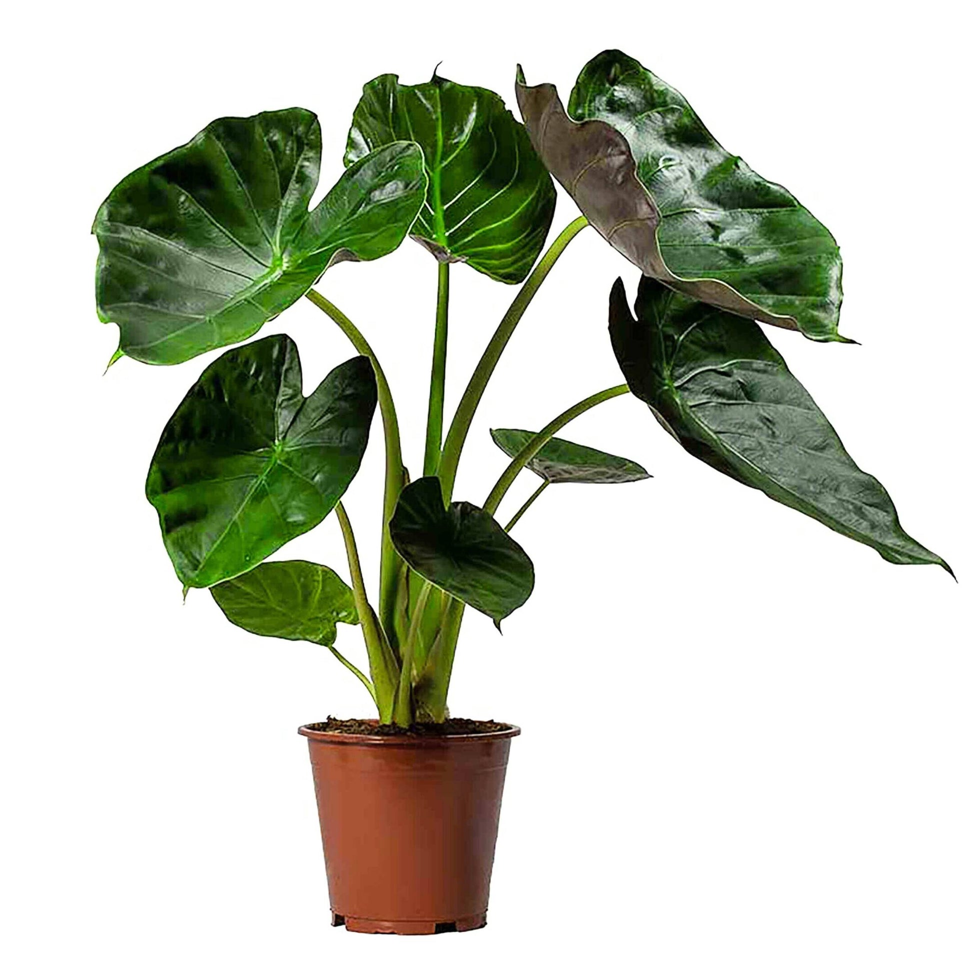 planta de interior fácil de cuidar alocasia wentii grande com folhas verde brilhantes em vaso de plástico