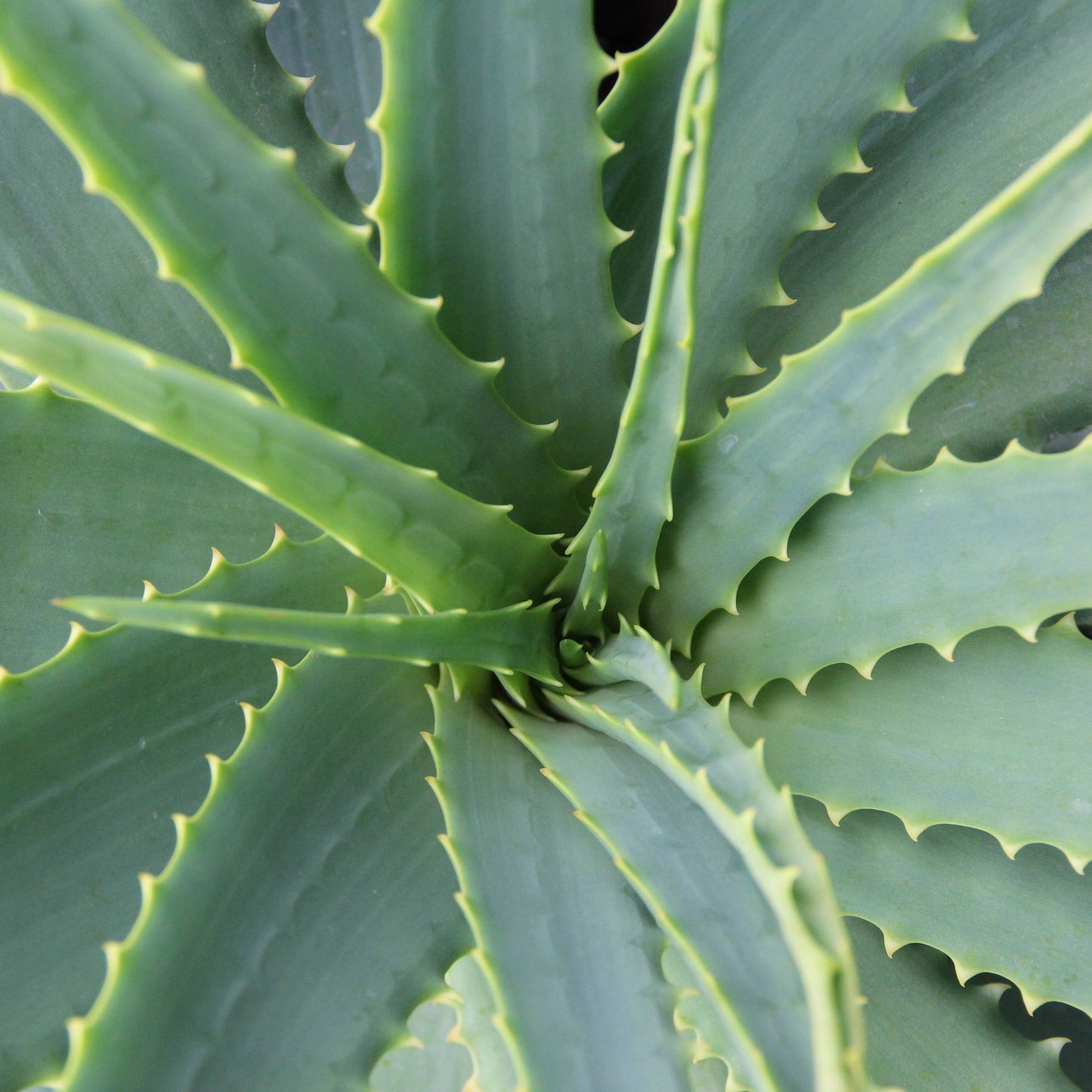 Aloe Vera