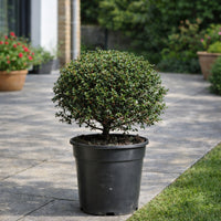 Myrtus Communis | Murta