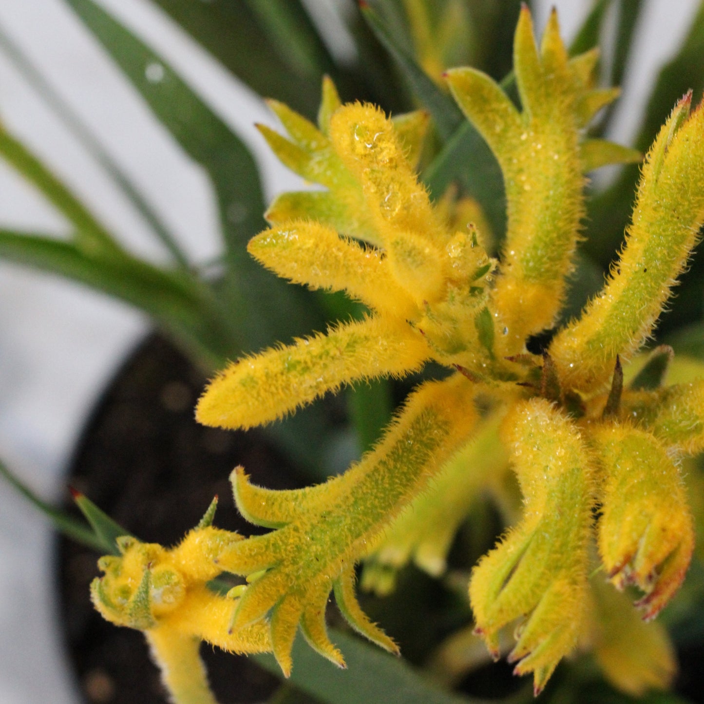 Anigozanthos | Zampa di Canguro