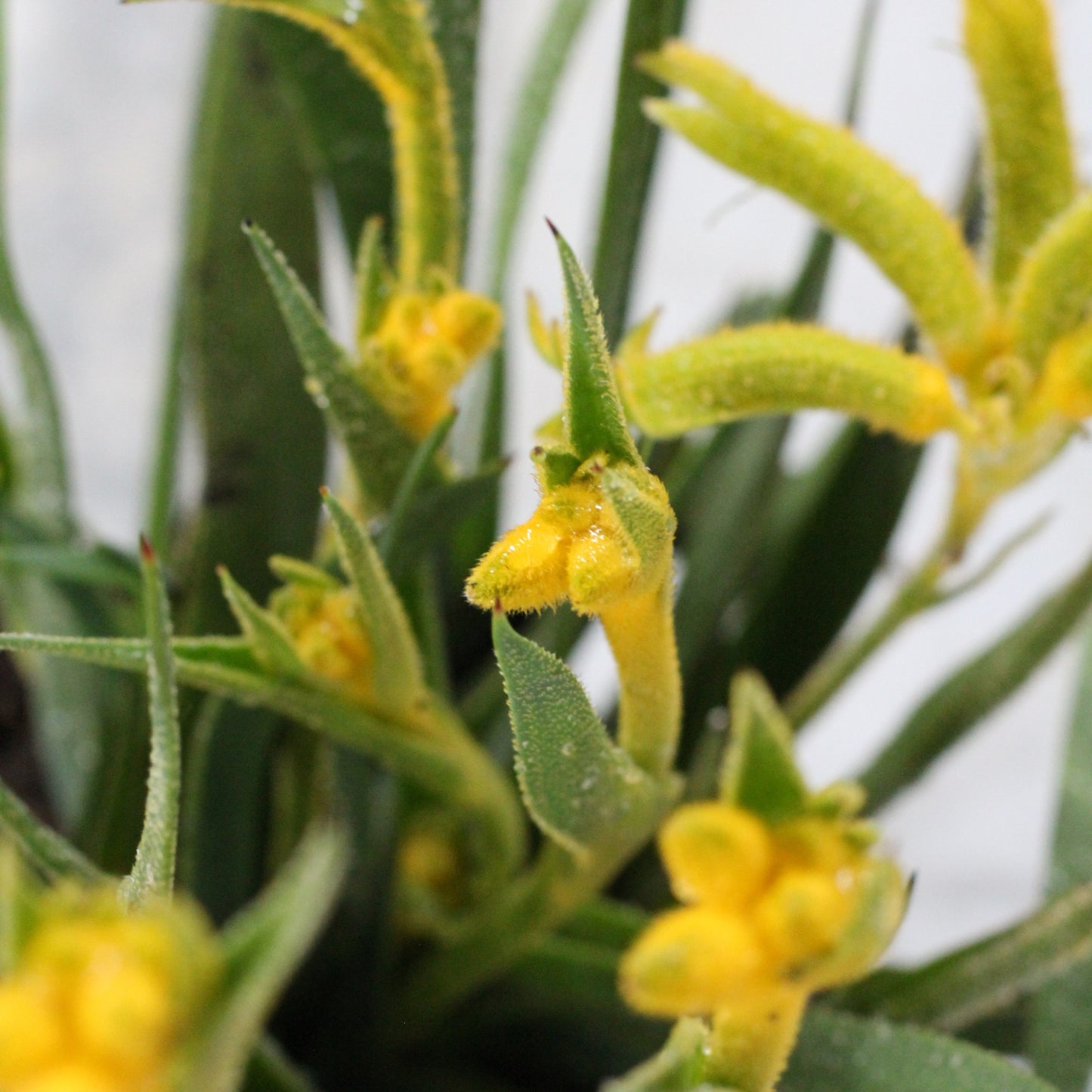 Anigozanthos | Zampa di Canguro