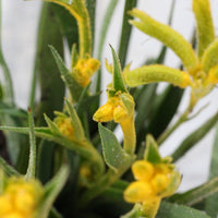 Anigozanthos | Zampa di Canguro