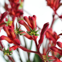 Anigozanthos | Zampa di Canguro