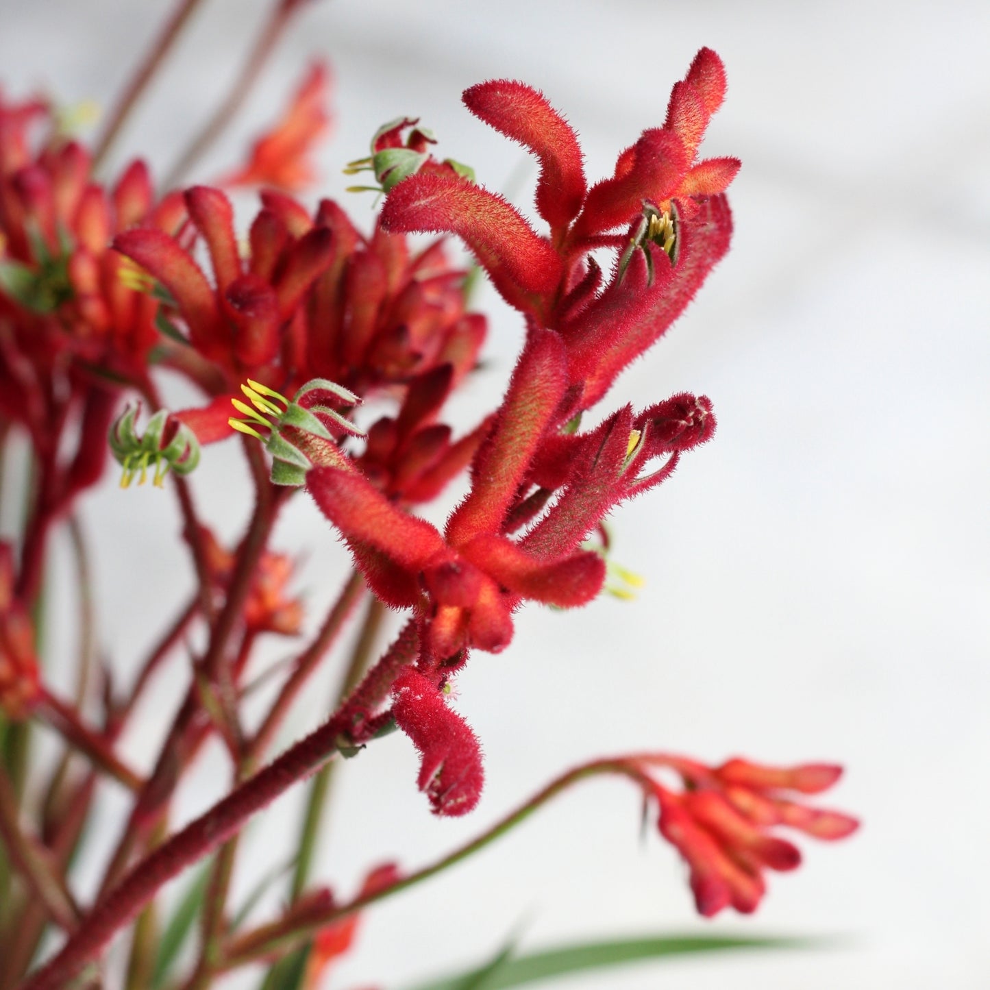 Anigozanthos | Zampa di Canguro