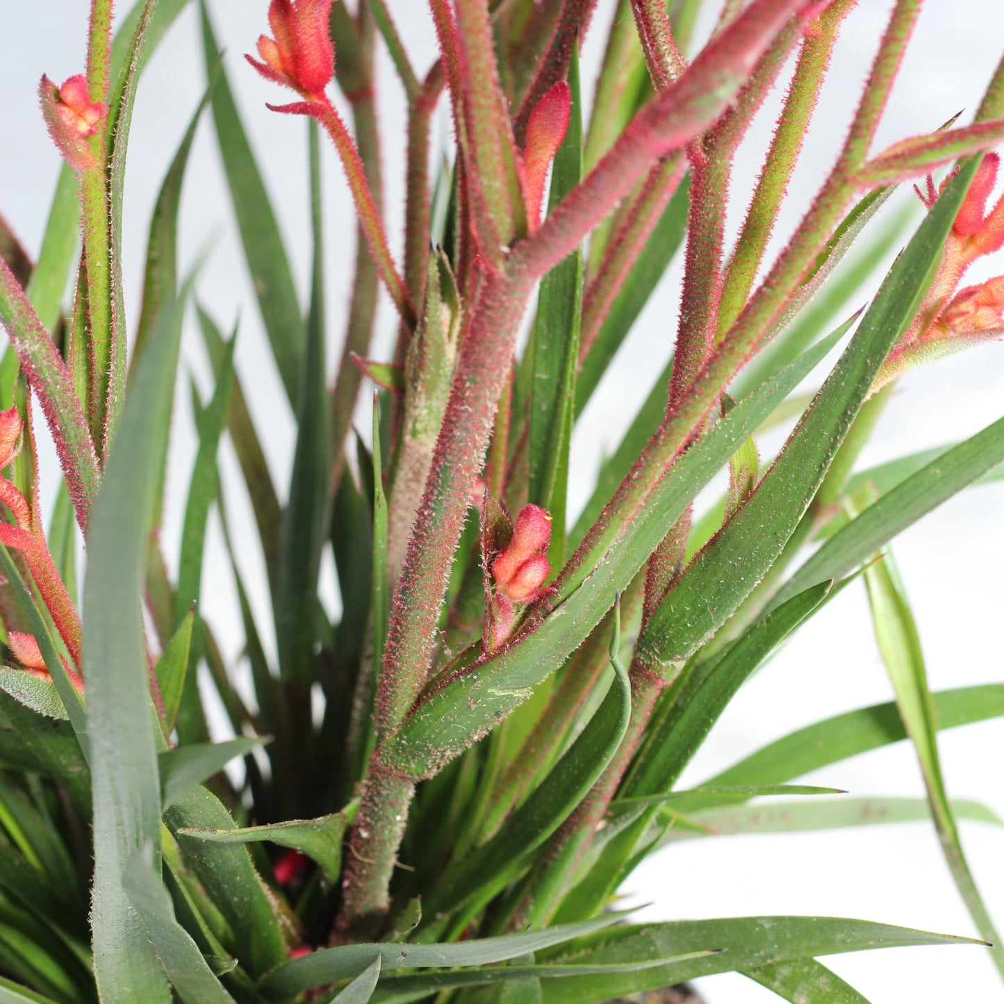 Anigozanthos | Zampa di Canguro