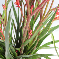 Anigozanthos | Zampa di Canguro