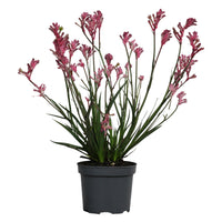 Anigozanthos | Zampa di Canguro