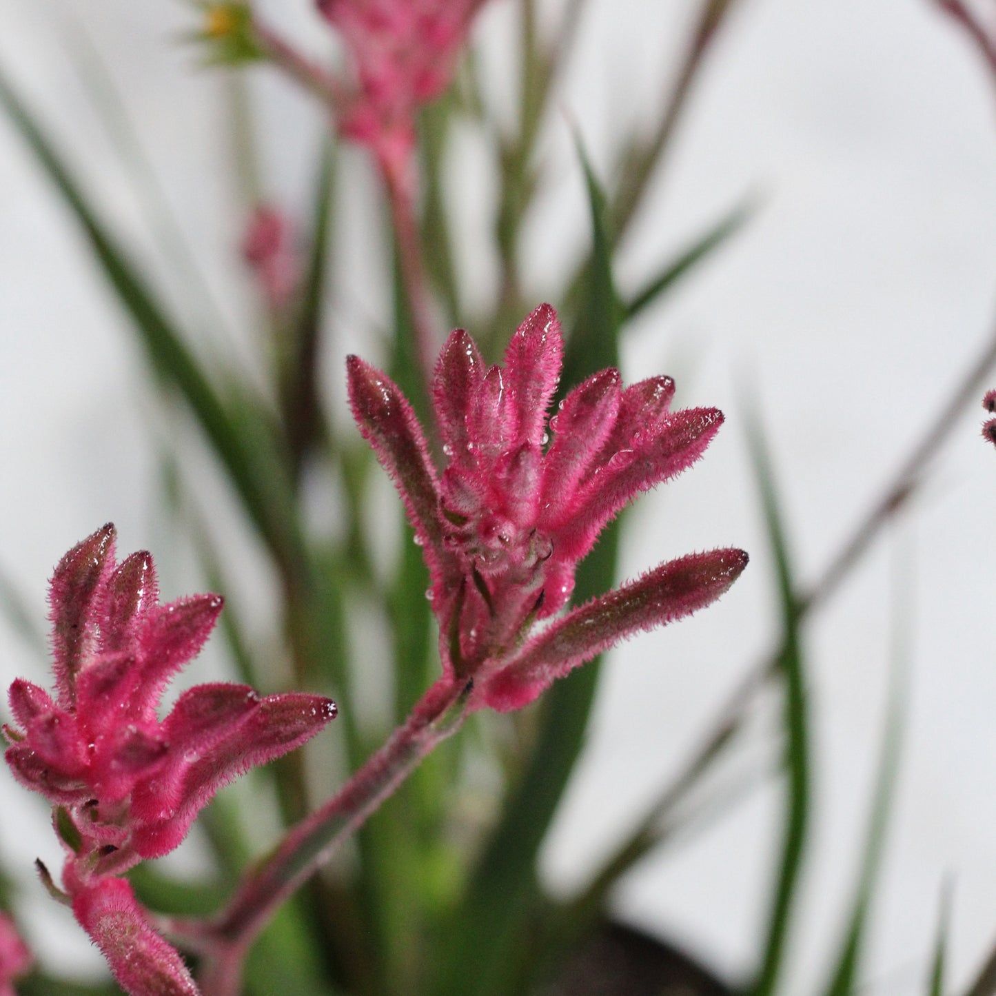 Anigozanthos | Zampa di Canguro