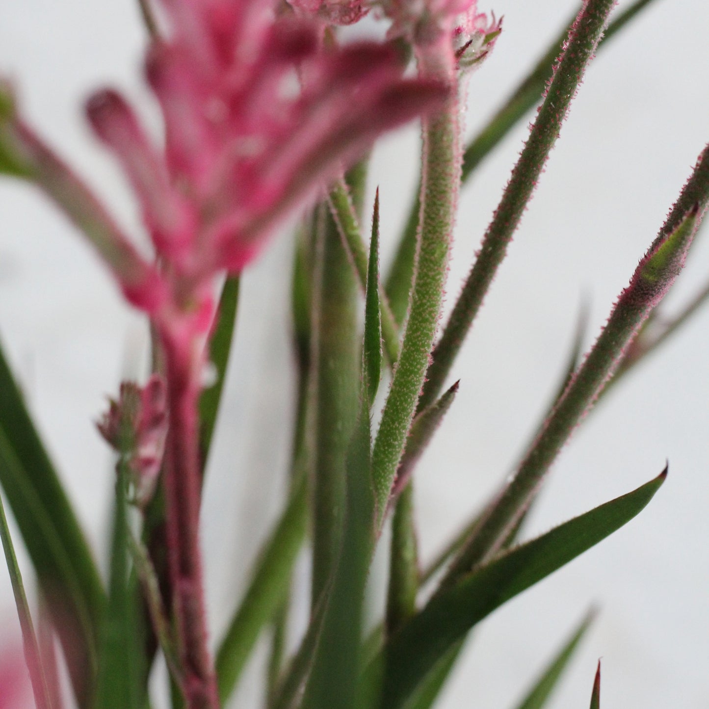 Anigozanthos | Zampa di Canguro