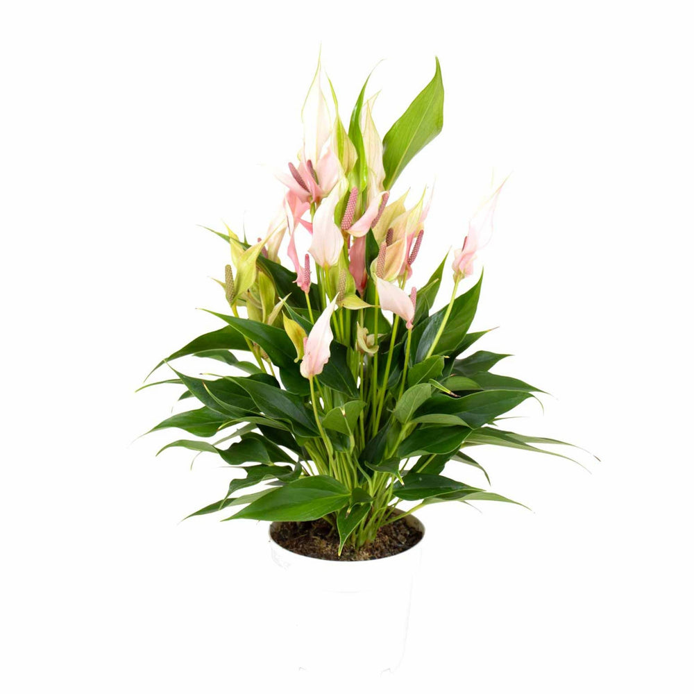 Antúrio Lily