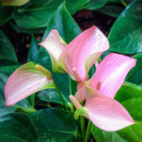 Anthurium Lily