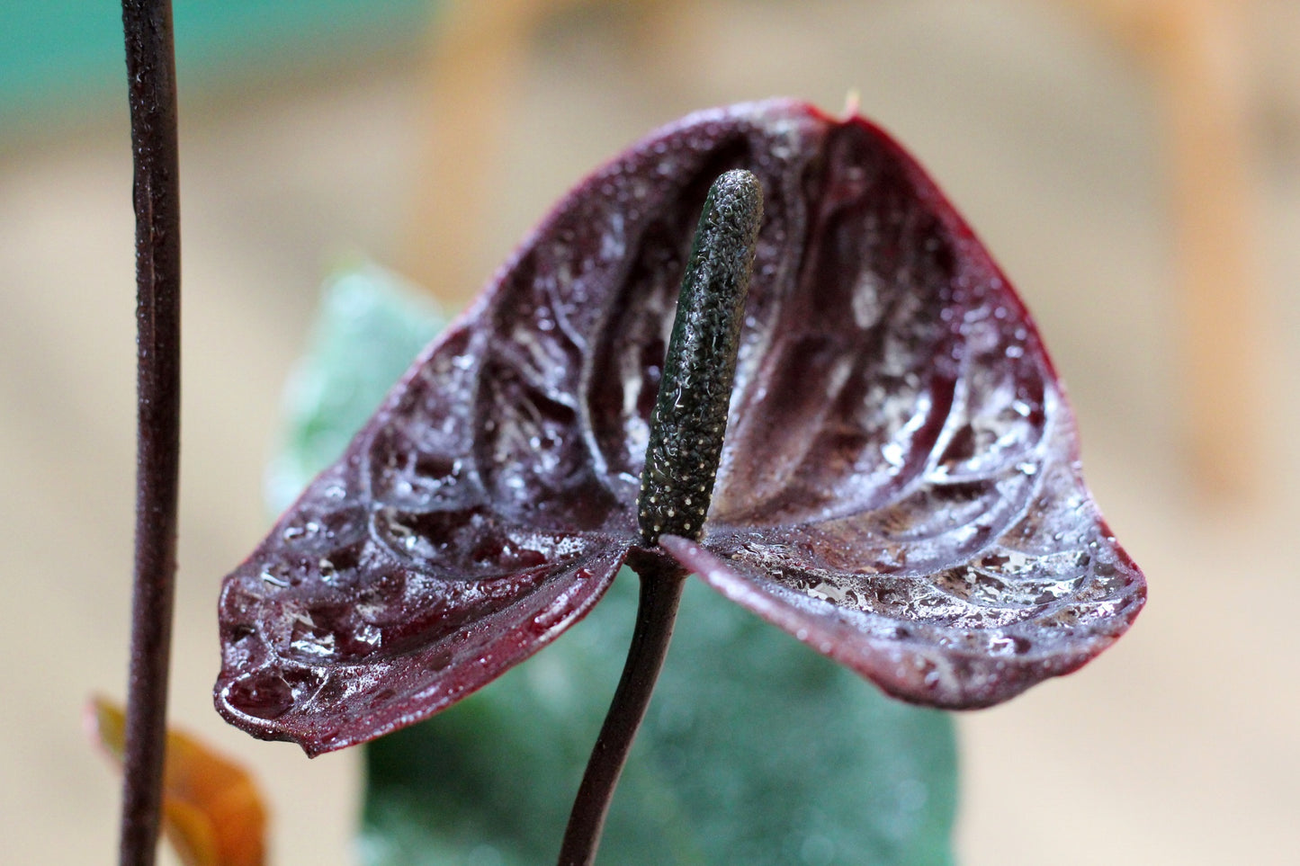 Black Anthurium