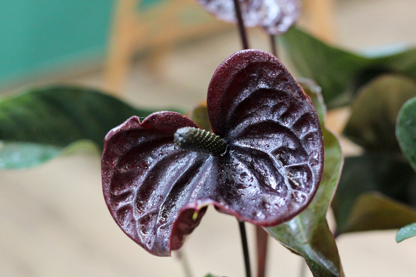 Black Anthurium