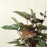 Black Anthurium With Arcadia Pot