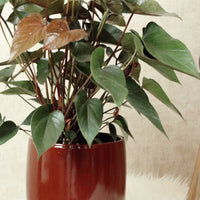 Black Anthurium With Arcadia Pot