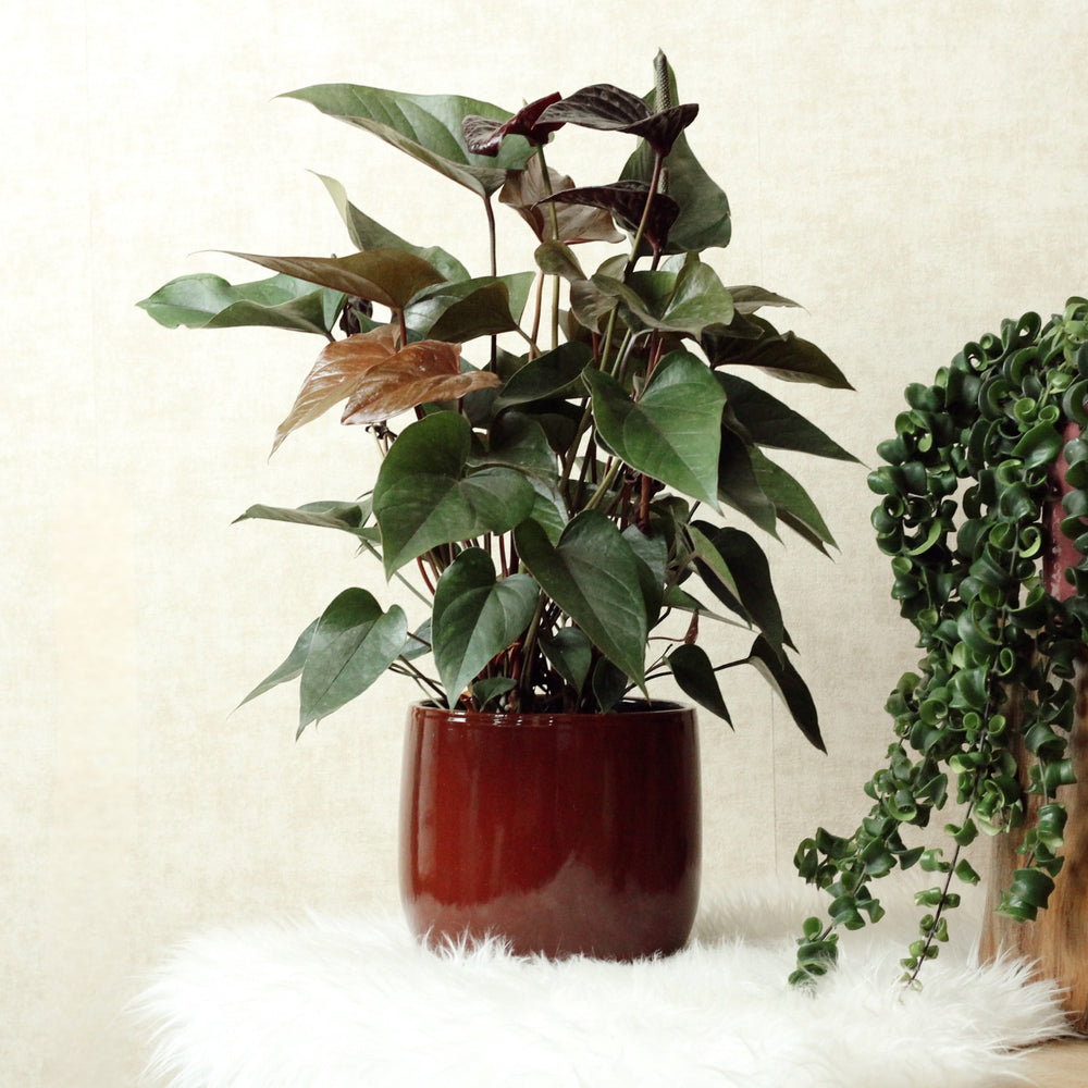 Anthurium Noir avec Pot Arcadia