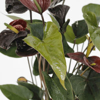 Black Anthurium