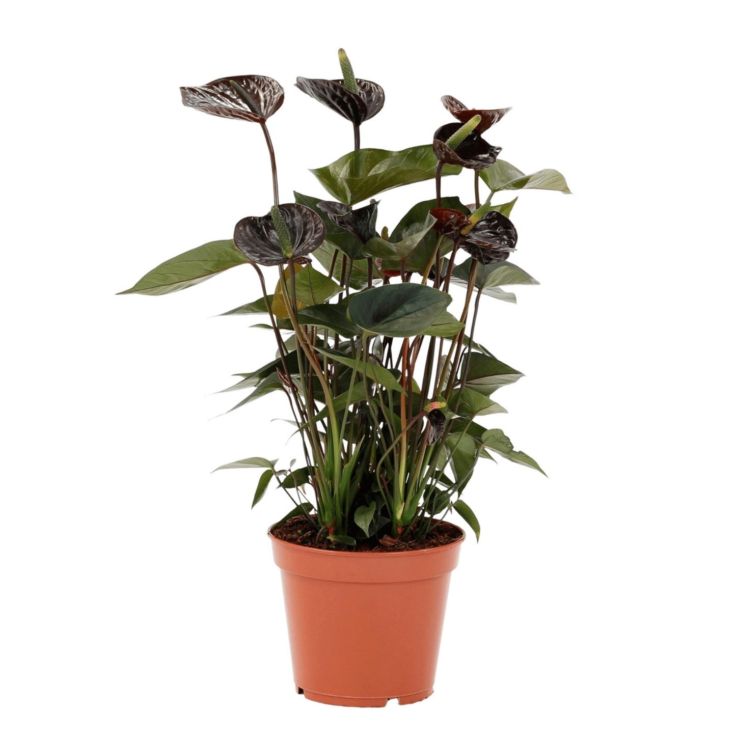 Black Anthurium