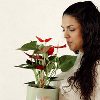Red Anthurium with Jupiter Pot