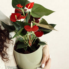 Red Anthurium with Jupiter Pot