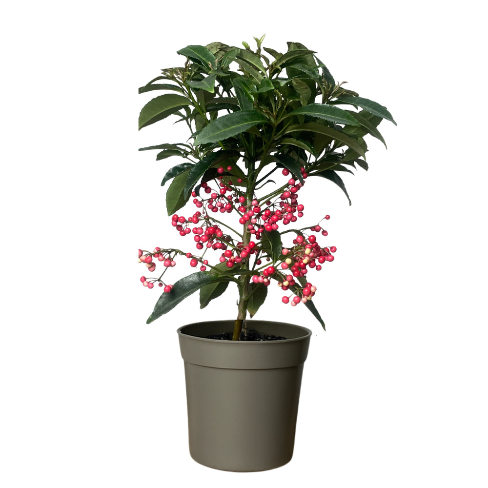 Ardisia Crenata | Pianta di Natale