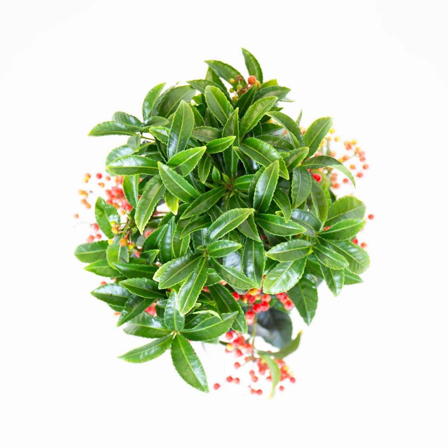 Ardisia Crenata | Christmas Plant