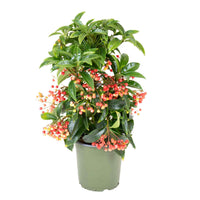 Ardisia Crenata | Christmas Plant