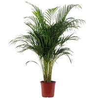 Palmera Areca