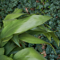 Aspidistra