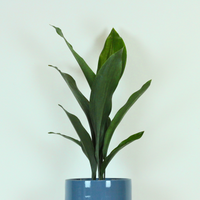 Aspidistra
