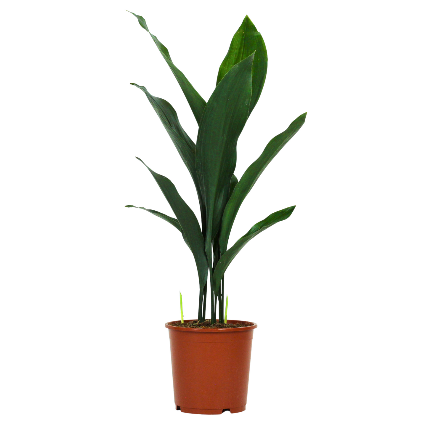 Aspidistra