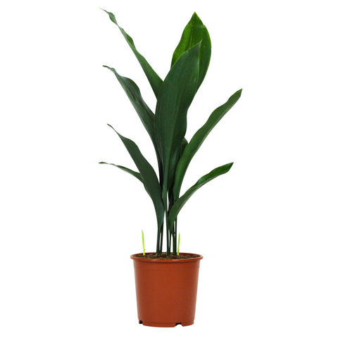 Aspidistra