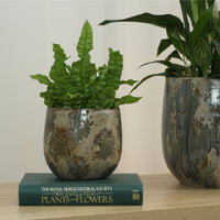 Asplenium Crispy Wave