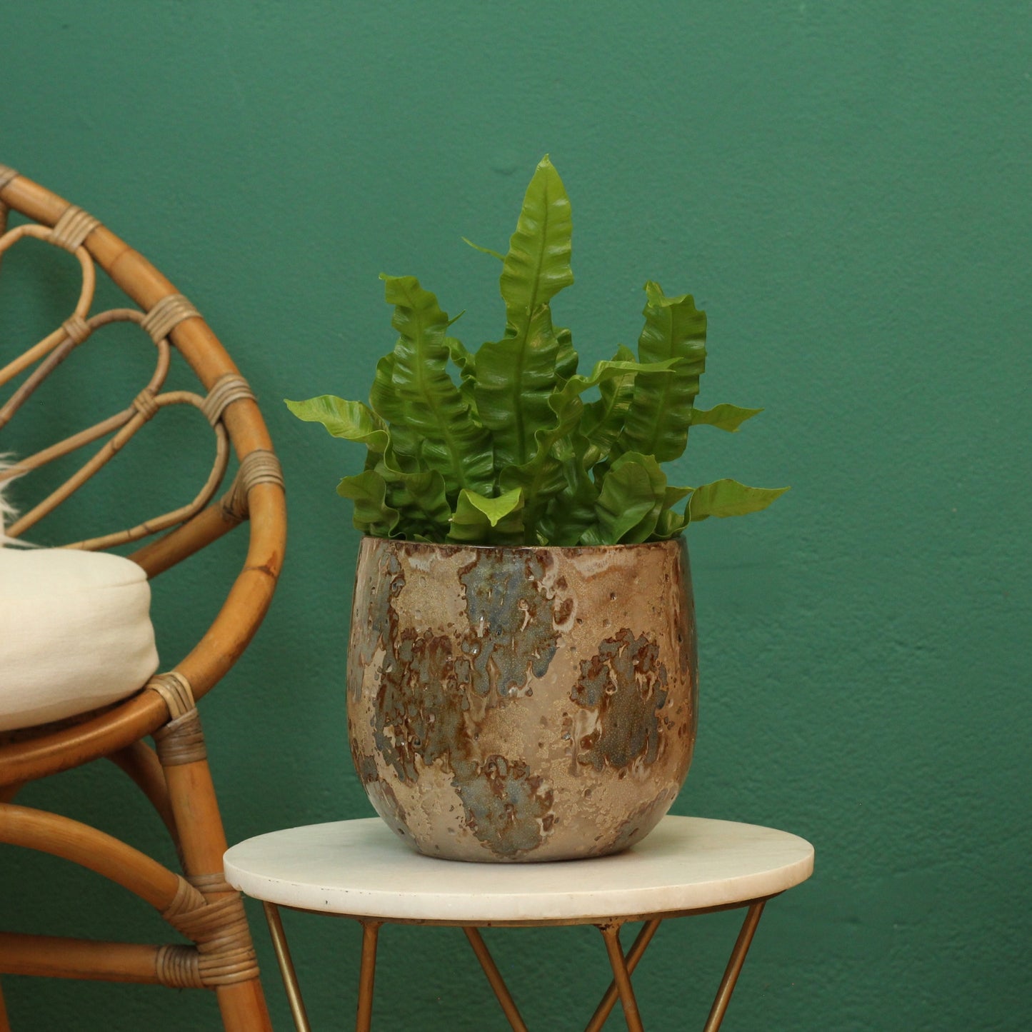 Asplenium Crispy Wave